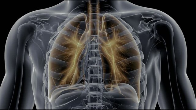Transparent respiratory anatomy glowing lung human chest xray style rib cage bronchial tree medical illustration health concept dark background 3d render thorax airway detailed skeleton rib spine