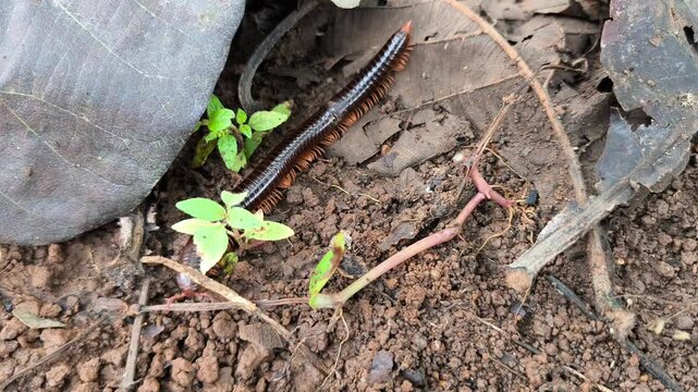 Glossy brown millipede crawling across dry forest leaves and moist earthy ground naturally
