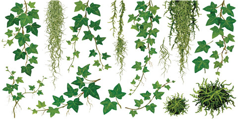 Set of green hanging ivy vines and climbing plant leaves for garden decor and nature design projects © ZenVectors