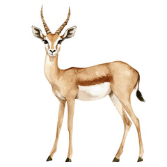 watercolor of Gazelle, vector, isolated on a white background. © nexora