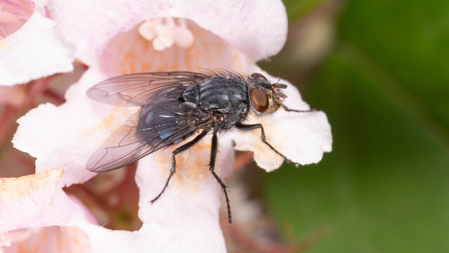 Bio Diversity - Calliphora vicina - Blue Bottle Fly Macro on a pink Flower in a Dreamy way with many Details