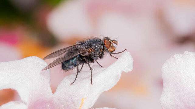 Bio Diversity - Calliphora vicina - Blue Bottle Fly Macro on a pink Flower in a Dreamy way with many Details