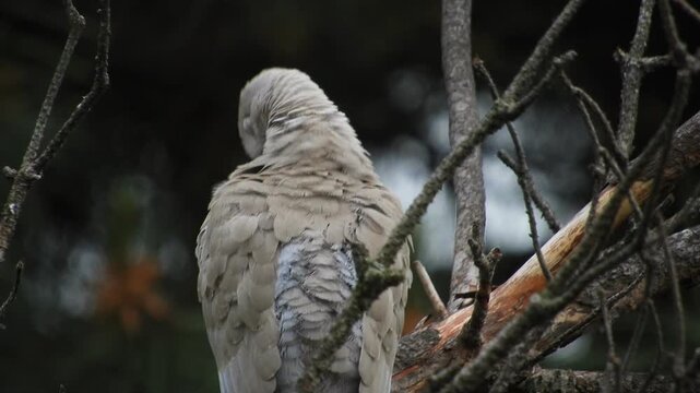 a ringed turtle dove (a group of pigeons) - rear view, sits on a branch of a withered pine tree and cleans its feathers on a spring morning