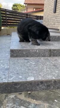 Binturong or bearcat walking and exploring on stone stairs outdoors