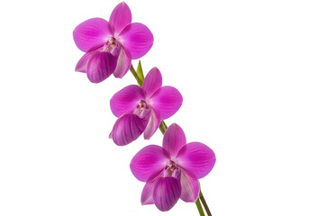 Obraz premium Beautiful Purple Orchid Flowers Isolated Against White Background transparent background