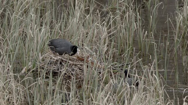 Pair of Eurasian coots (Fulica atra) building a nest in the reeds in spring, Lohja, Finland, Europe.