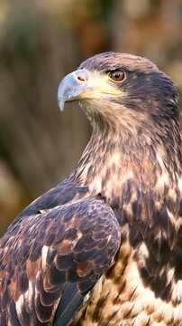 Portrait of a juvenile Bald Eagle. Bald Eagle's heads don't turn white until they're 4 or 5 years old. Vertical Video.