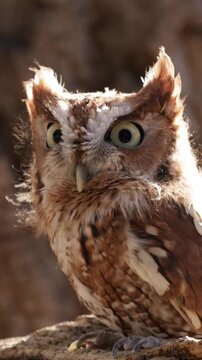 Close up of a cute and fuzzy Eastern Screech Owl. Vertical Video.