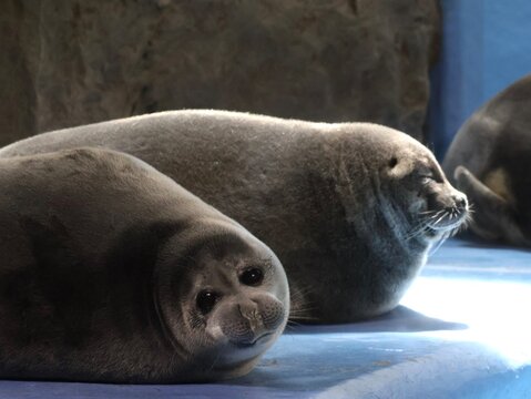Two Baikal seals resting together in aquarium