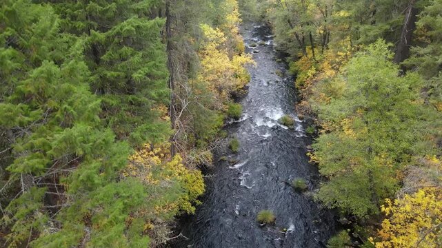Aerial shot of Burney Creek and forest in Northern California.
