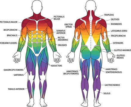 Human muscular system anatomy chart with front and back muscle groups vector illustration