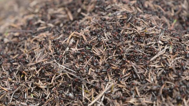 Ants on anthill, close up. A lot of ants working in anthill.