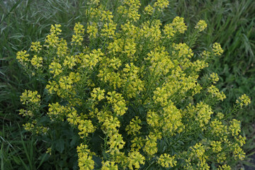 Fototapeta premium Sunlit yellow flowers bloom on a green plant