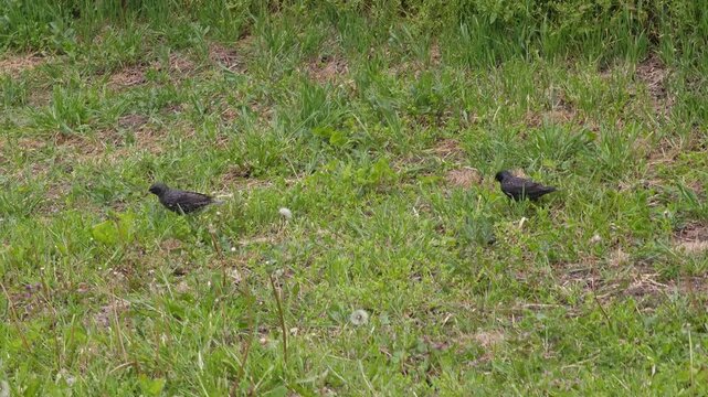 Rook birds look for food in the grass in spring