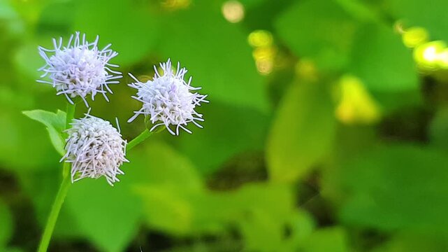 Three delicate and incredibly fluffy pale purple wildflowers bloom closely together on a slender green stem in front of a heavily blurred background of vibrant leafy vegetation.