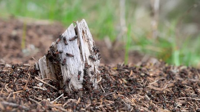 Ants on anthill, close up. A lot of ants working in anthill.
