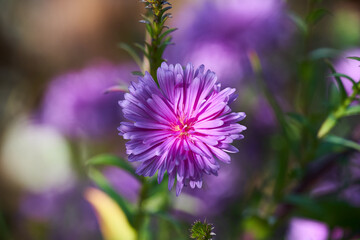 Fototapeta premium Close-Up Purple Aster Flower Bloom in Garden With Soft Bokeh and Natural Light