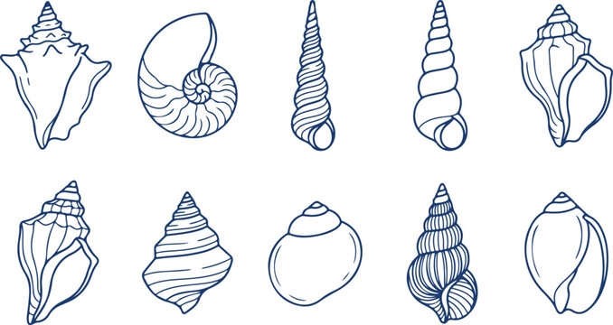 Collection of various seashell and conch outlines hand drawn doodle elements for marine and beach design isolated on white background.
