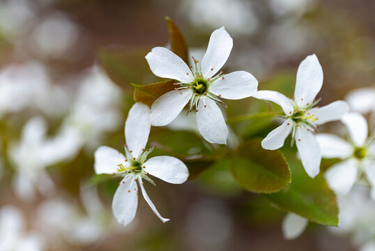 Serviceberry tree in bloom, New Brunswick, Canada. 