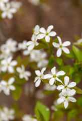 Serviceberry tree in bloom, New Brunswick, Canada.  © Brittany