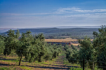 Naklejka premium Ecological cultivation of olive trees in the province of Jaen, Spain
