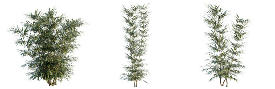 Bambusa multiplex tree, elevation, front view, cutout, transparent background, isolate, Detailed closeup of vibrant green grass blades and textures, perfect for nature backgrounds.