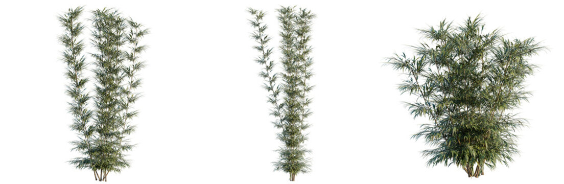 Bambusa multiplex tree, elevation, front view, cutout, transparent background, isolate, Tall, lush green grass stalks in a field, detailed foliage and natural texture closeup