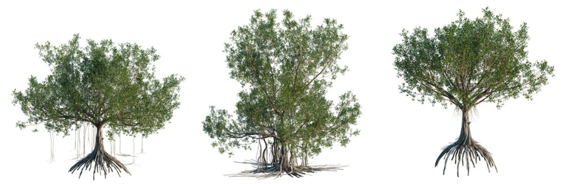 Ficus macrophylla tree, elevation, front view, cutout, transparent background, isolate, Banyan tree with aerial roots, detailed foliage, nature, tropical, close-up, vibrant, high resolution image