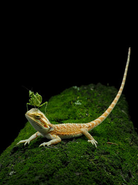 Bearded Dragon Lizard with Leaf Katydid on Mossy Rock, Exotic Reptile Portrait