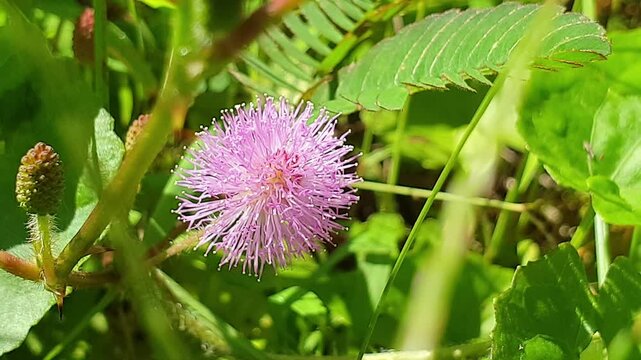 A vibrant spherical pink sensitive plant flower blooms fully among rich green foliage and small textured buds, glowing beautifully in the intense direct sunlight of a bright day.