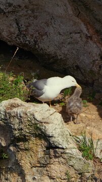 Gaviota patiamarilla alimentando a su polluelo