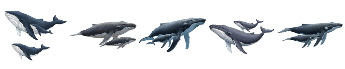 Humpback Whale and Calf Illustration Set   Realistic Blue Whale Mother with Cute Baby Clipart Isolated on White Background for Marine Life Design, Graphics, Posters © Dynamic Shoots
