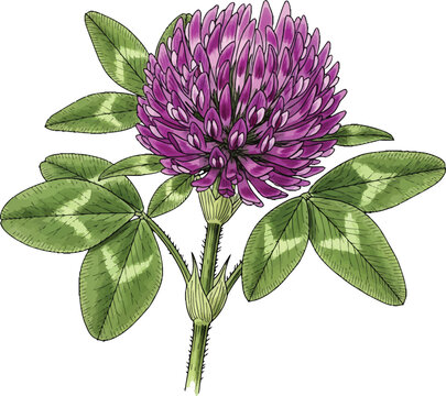 Red Clover Flower Botanical Illustration with Green Leaves Isolated on White Background Vector Graphic Design Element