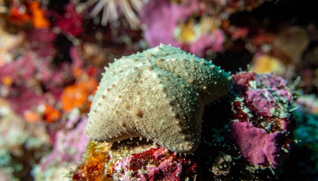 Macro Close-Up of Inflated Pentagonal Cushion Star on Coral Reef