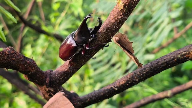 Glossy rhinoceros beetle stands on a branch surrounded by leaf butterflies