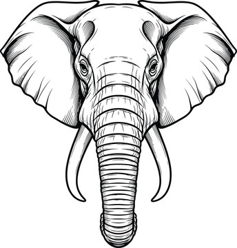 Large Elephant Head with Tusks.