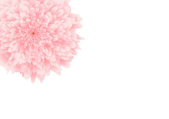 Obraz premium Soft pink flower background with elegant copy space