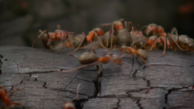 ant colony brings caterpillars as food with burning dry wood