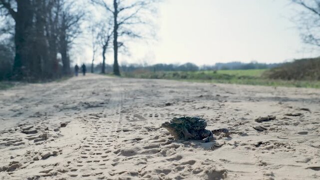 Toads mating and hopping across a sandy path