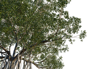 Fototapeta premium Ficus macrophylla tree, corner view, cutout, isolate, transparent background, Majestic Banyan Tree with Intricate Root System, Symbol of Strength and Resilience, Nature's Wonder