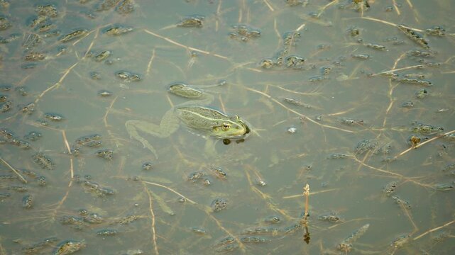 Marsh frog Pelophylax ridibundus esculentus crisp-leaved pondweed curly bloated Potamogeton crispus mating resonant bladder edible frog green, amphibian water frog sits on mud animal moss in water