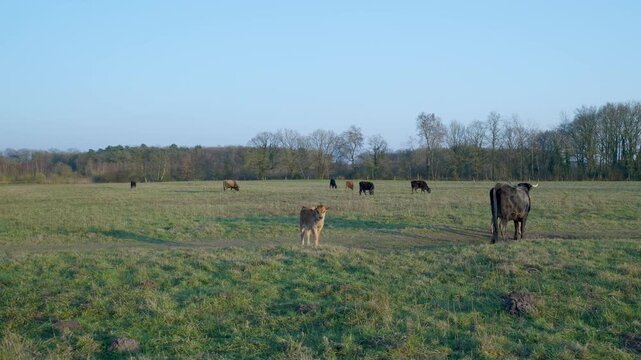 Sayaguesa cattle herd with a calf grazing in a green pasture