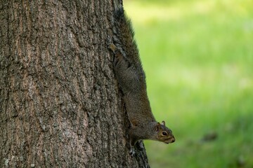 Obraz premium A squirrel carefully climbs down the side of a tree trunk, blending into the bark against a soft green natural background.