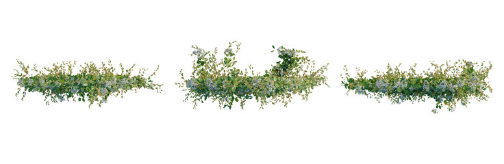 Obraz premium Clematis terniflora tree plan, top view, cutout, transparent background, isolate, Delicate Greenery Sprig Branch Floral Element for Design, Background, or Graphic Use