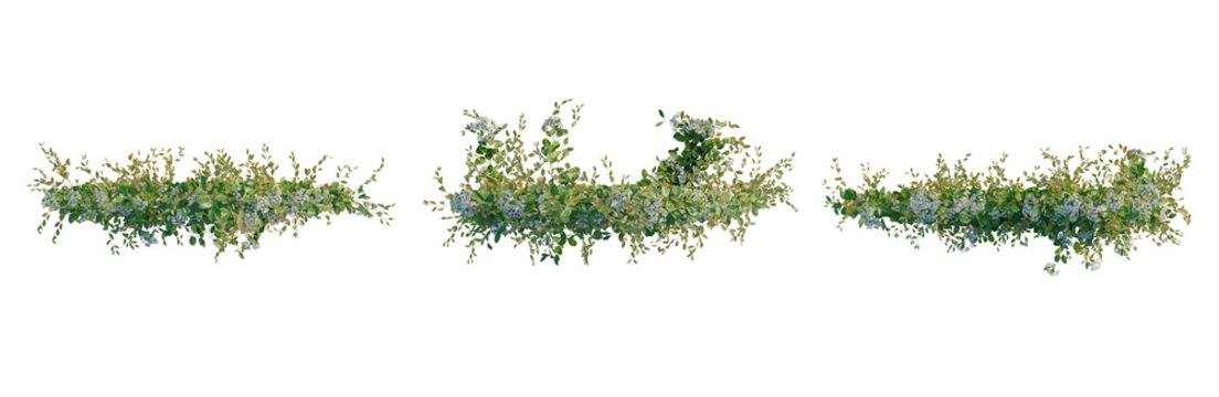 Clematis terniflora tree plan, top view, cutout, transparent background, isolate, Delicate Greenery Sprig Branch Floral Element for Design, Background, or Graphic Use
