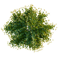 Obraz premium Lysimachia nummularia tree plan, top view, cutout, transparent background, isolate, Detailed close-up of vibrant green moss texture, intricate detail, nature's beauty, mossy surface