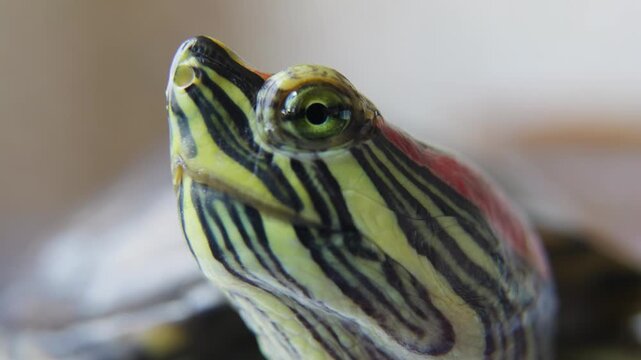 Red Eared Turtle Macro Wildlife Portrait.
