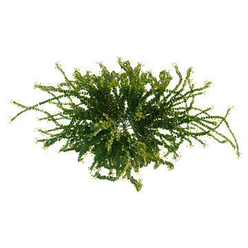 Lysimachia nummularia tree plan, top view, cutout, transparent background, isolate, Close-up of vibrant green and gold foliage with intricate textures and natural beauty.