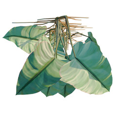 Philodendron scandens-Sweetheart tree plan, top view, cutout, transparent background, isolate, Close-up of a lush green leaf with intricate patterns and vibrant textures, nature's artwork. © DH Tree Stock