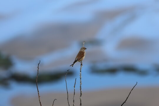 the beautiful male common linnet (Carduelis cannabina) UK coast during spring